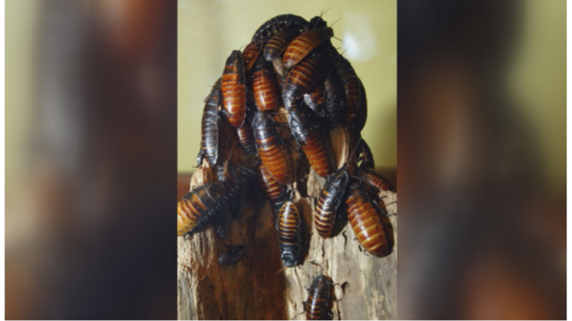 Cockroach Milk Is Packed Full Of Nutrients, Tastes Like Cow's Milk ...