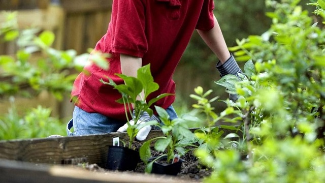 WVU Extension Family Nutrition Program kicks off Garden Challenge