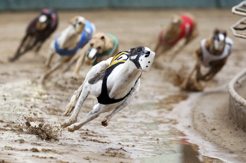 Greyhound Racing Mechanic Rabbit Group alleges greyhounds being trained with live rabbits - WOAY-TV