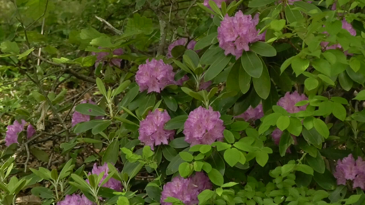 Rhododendron festival taking place in Beckley with more events to come