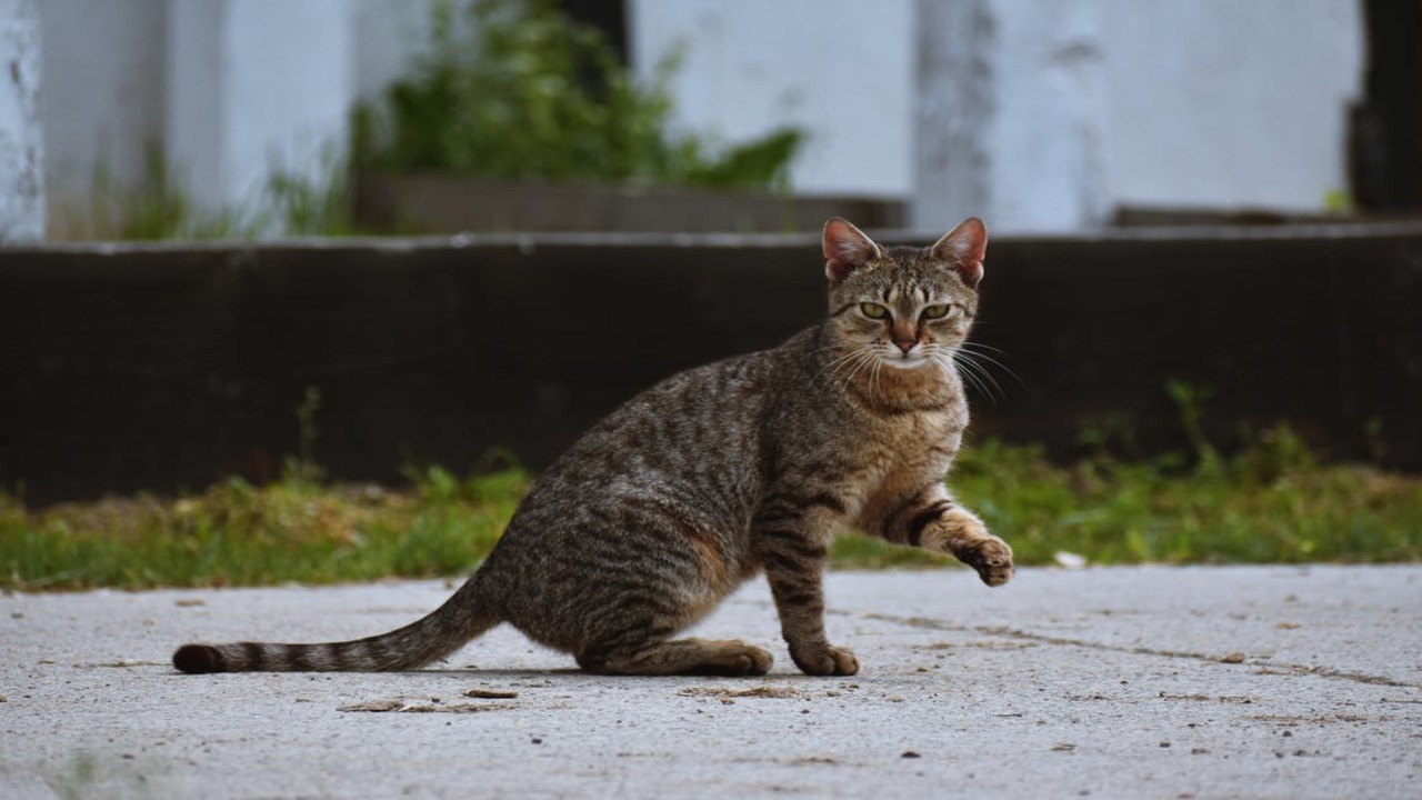 Local veterinary hospital plans to hold sterilization program for feral cats