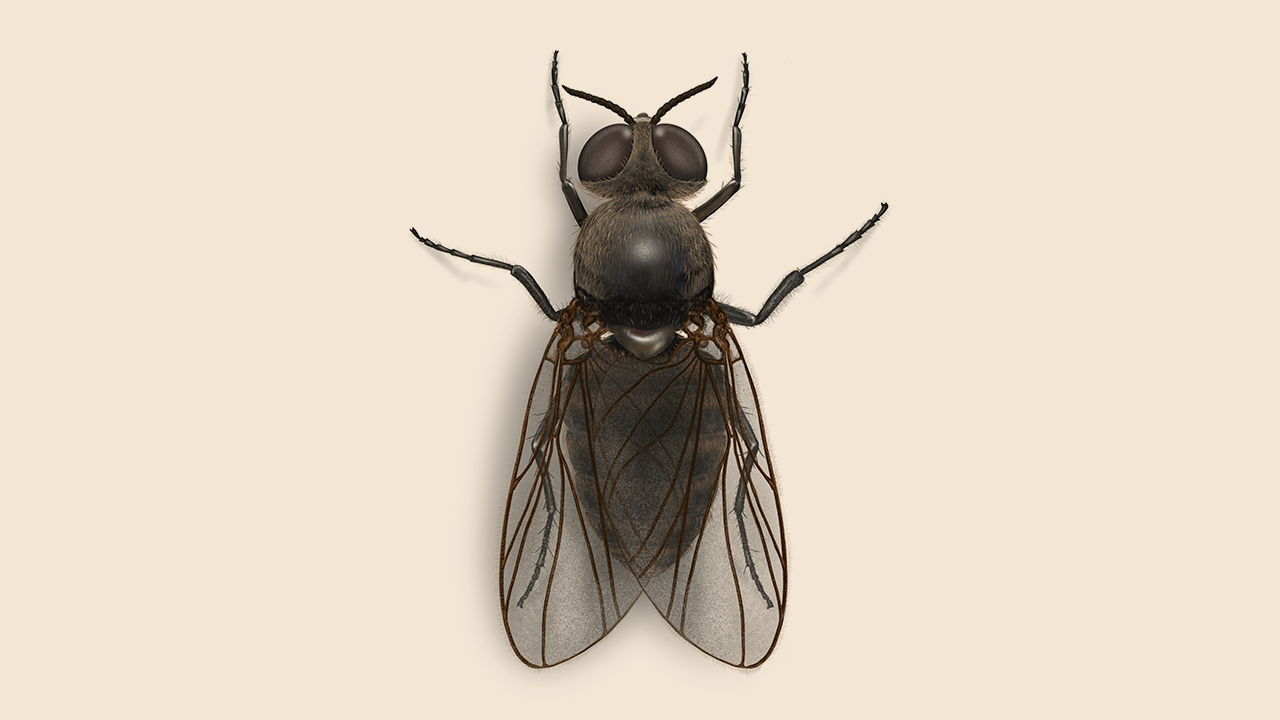 WVDA to conduct aerial black fly suppression treatment on 