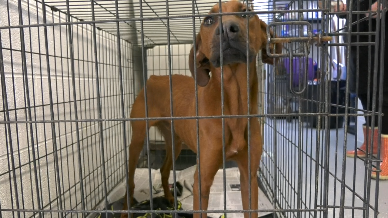 CODE RED: Fayette County Humane Society needs your help - WOAY-TV
