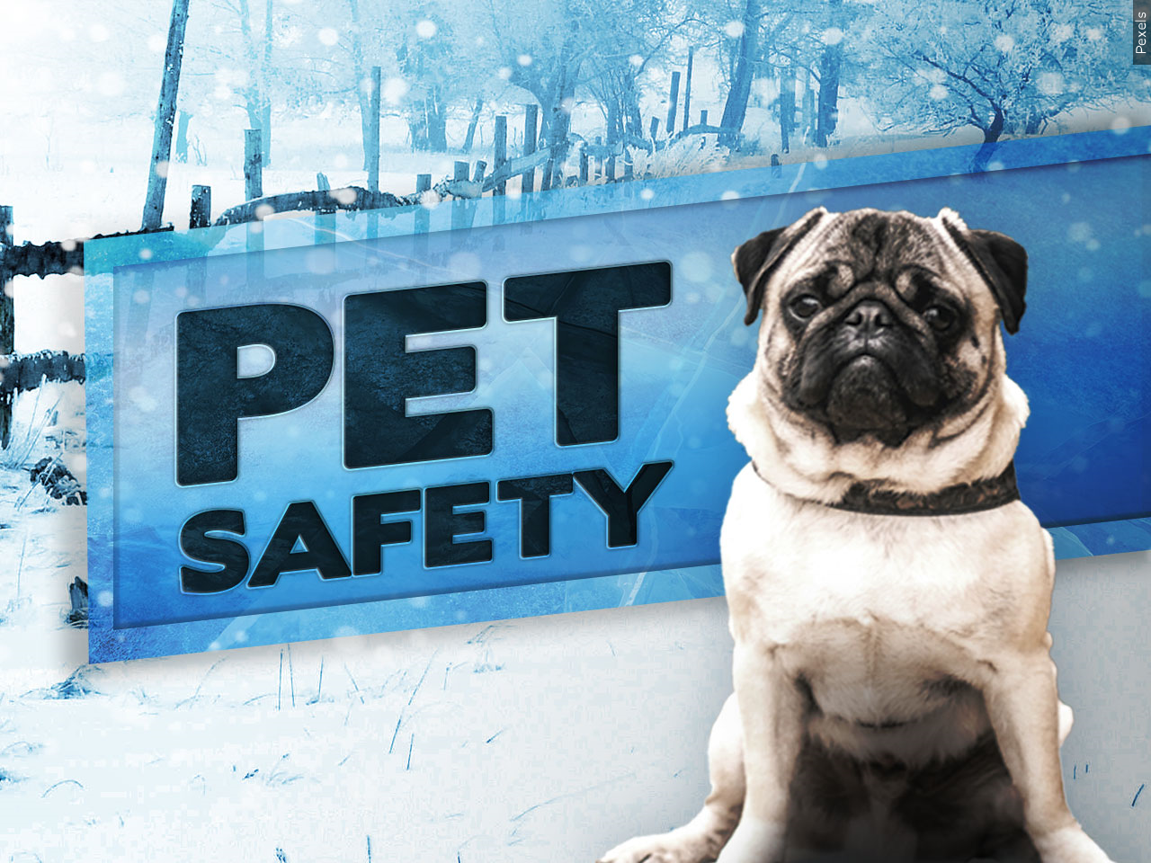 American Veterinary Medical Association shares advice for keeping your furry friends safe in winter weather