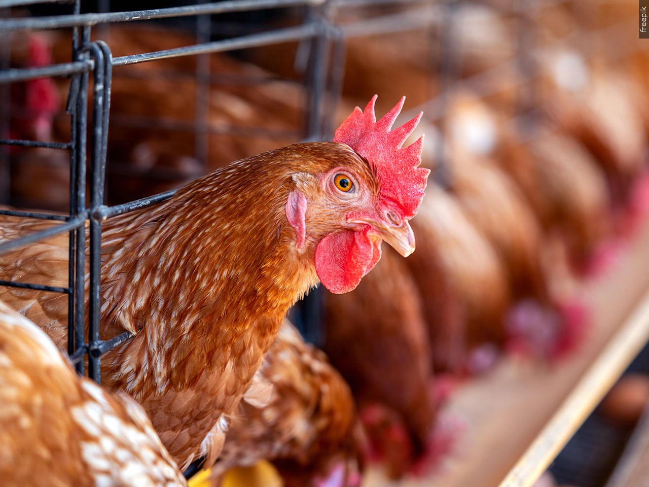 West Virginia Department of Agriculture confirms positive case of bird flu in Kanawha County flock