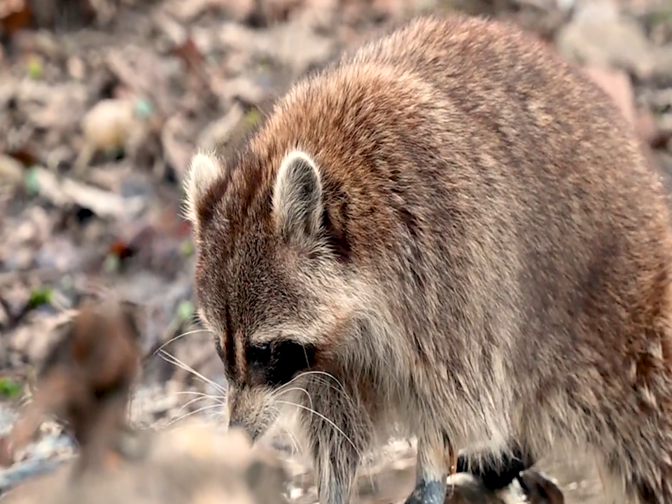 Monroe County Health Department issues public health advisory following positive case of rabies