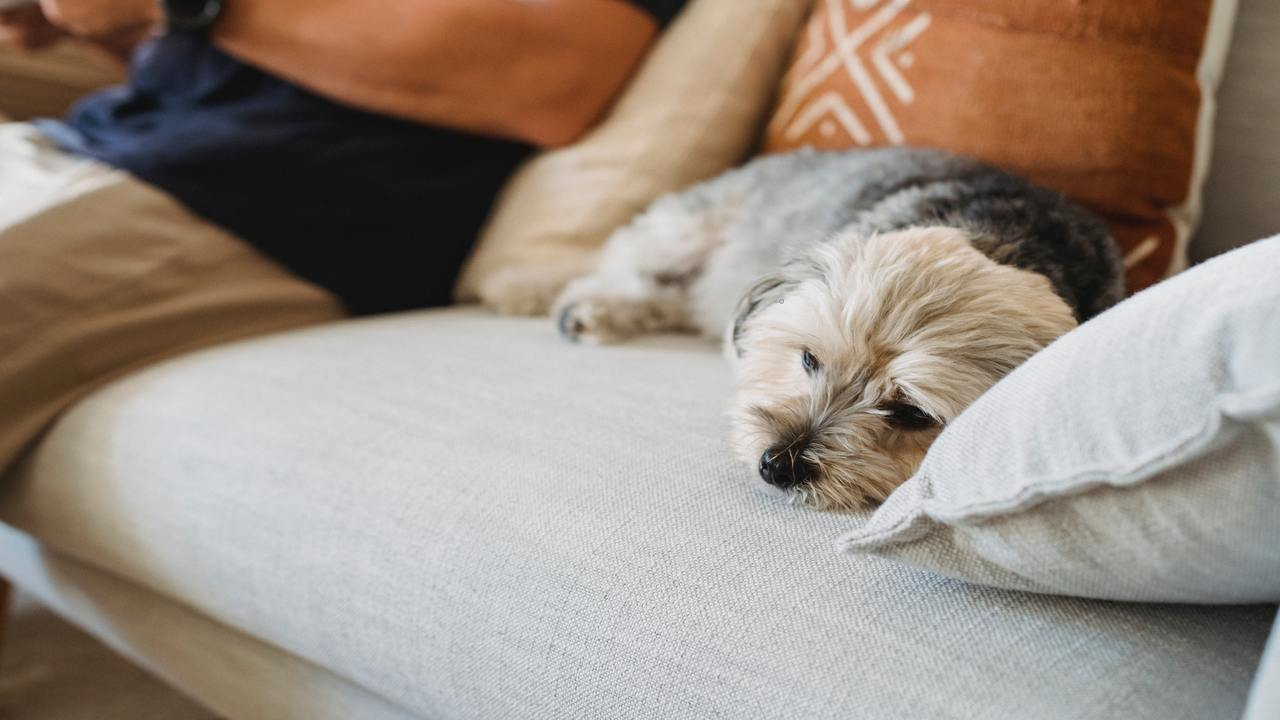 Keep your pets safe during thunderstorms