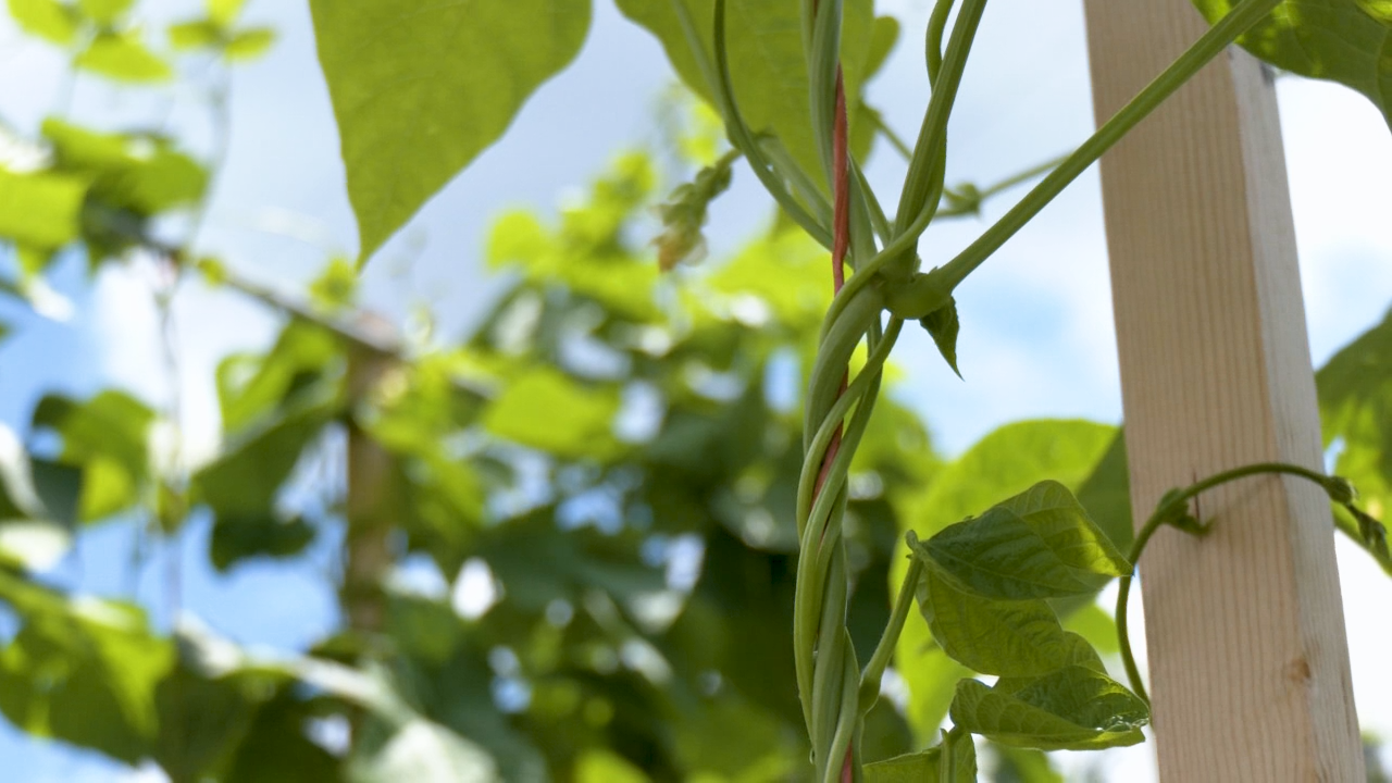 Local Farmers’ market setting up in Shady Spring